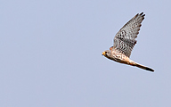 Common Kestrel (Falco tinnunculus)